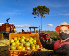 plantação de tomate
Reserva-Pr
Gilson Abreu/AEN