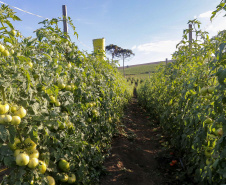 plantação de tomate
Reserva-Pr
Gilson Abreu/AEN