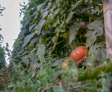 plantação de tomate
Reserva-Pr
Gilson Abreu/AEN