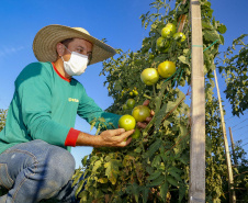 plantação de tomate
Reserva-Pr
Gilson Abreu/AEN