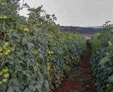 plantação de tomate
Reserva-Pr
Gilson Abreu/AEN
