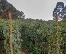 plantação de tomate
Reserva-Pr
Gilson Abreu/AEN