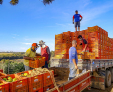 plantação de tomate
Reserva-Pr
Gilson Abreu/AEN