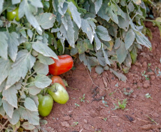 plantação de tomate
Reserva-Pr
Gilson Abreu/AEN