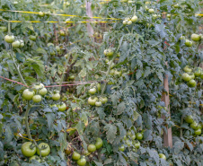 plantação de tomate
Reserva-Pr
Gilson Abreu/AEN