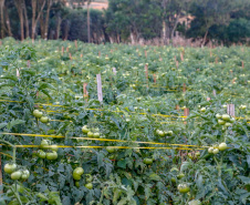 plantação de tomate
Reserva-Pr
Gilson Abreu/AEN