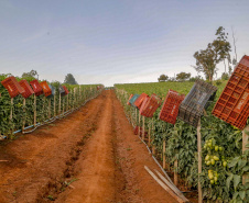 plantação de tomate
Reserva-Pr
Gilson Abreu/AEN
