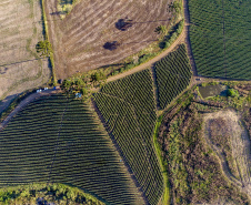 plantação de tomate
Reserva-Pr
Gilson Abreu/AEN