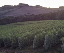 plantação de tomate
Reserva-Pr
Gilson Abreu/AEN
