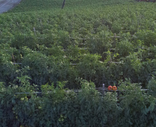 plantação de tomate
Reserva-Pr
Gilson Abreu/AEN