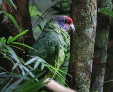 04/2019 - Foz do Iguaçu - Parque das Aves. Foto: José Fernando Ogura/AEN