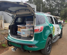 A Rondas Ostensivas Tático Móvel (ROTAM) do Batalhão de Polícia Ambiental-Força Verde (BPAmb-FV) lavrou uma multa de R$ 13,4 mil e um Termo Circunstanciado para um homem que mantinha 57 ouriços africanos dentro de casa em Guarapuava (PR). A PM chegou até ele graças a uma denúncia anônima na terça-feira (08/06). Os animais foram entregues ao Instituto Água e Terra (IAT) para a destinação correta.  -  Guarapuava, 08/06/2021  -  Foto: SESP/PR