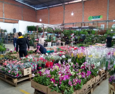 Com a publicação do Decreto Municipal, 960/2021, no combate a Covid-19, agora com a bandeira laranja, mas ainda em estado de alerta, o Mercado de Flores da Ceasa Curitiba volta a atender normalmente a partir desta quinta-feira (9/06), funcionando das 6 as 14 horas.  -  Curitiba, 09/06/2021  -  Foto: CEASA-PR