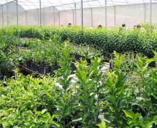 Na cidade de Cerro Azul, capital nacional da ponkan, o IDR-Paraná (Instituto de Desenvolvimento Rural do Paraná ? Iapar-Emater) em parceria com a Secretaria Estadual de Agricultura e Abastecimento, Prefeitura de Cerro Azul e Sebrae, realizou a entrega de mudas de ponkan para 20 agricultores da região. -  Foto: IDR-PARANÁ