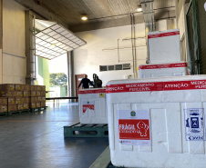 Mais de 255,7 mil vacinas contra a Covid-19 são distribuídas nesta segunda-feira. Foto: Américo Antonio/SESA