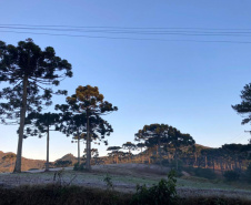 O inverno começa às 0h32 desta segunda-feira - 21 de junho - e termina à 16h21 do dia 22 de setembro. Segundo o Sistema de Tecnologia e Monitoramento Ambiental do Paraná (Simepar), no primeiro dia o tempo fica parcialmente nublado nas regiões Norte e Noroeste.  -  Curitiba, 18/06/2021 -  Curitiba, 25/05/2021  -  Foto: Ana Tigrinho/AEN