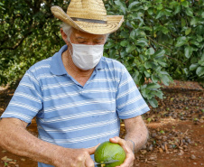 plantação de abacate
Foto Gilson Abreu/Aen