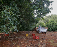 Abacate conquista o lugar do café no Vale do Ivaí e no Norte do Paraná. Foto Gilson Abreu/AEN