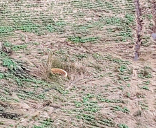 Com apoio de imagens de satélite e da aeronave do Batalhão de Operações Aéreas da Polícia Militar (BPMOA), fiscais do Escritório Regional do Instituto Água e Terra (IAT) em Ponta Grossa, nos Campos Gerais, identificaram atividades irregulares em Área de Preservação Permanente (APP) em uma propriedade rural. -  Foto: IAT