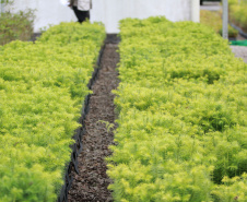 No Dia Nacional da Araucária, o Paraná comemora a marca de 140 mil mudas retiradas de 13 viveiros do Instituto Água e Terra (IAT), desde 2019. O IAT é um órgão vinculado à Secretaria do Desenvolvimento Sustentável e do Turismo (Sedest). -  Curitiba, 24/06/2021  -  Foto: Alessandro Vieira