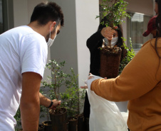 Mais de 800 kg de arroz e feijão foram arrecadados nesta quinta-feira (24), em troca de mudas de jabuticaba no sistema drive-thru no município de Pitanga, na região Central do Estado. A ação foi planejada pelo Escritório Regional do Instituto Água e Terra (IAT) e contou com apoio da prefeitura municipal.  -  Foto: IAT