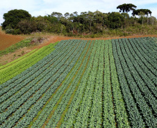 Hortaliças como brócolis e couve-flor mudam a paisagem de São José dos Pinhais  -  Curitiba, 24/06/2021  -  Foto: Ari Dias/AEN