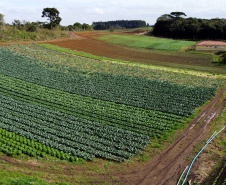 Hortaliças como brócolis e couve-flor mudam a paisagem de São José dos Pinhais  -  Curitiba, 24/06/2021  -  Foto: Ari Dias/AEN