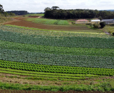 Hortaliças como brócolis e couve-flor mudam a paisagem de São José dos Pinhais  -  Curitiba, 24/06/2021  -  Foto: Ari Dias/AEN