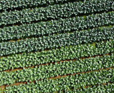 Hortaliças como brócolis e couve-flor mudam a paisagem de São José dos Pinhais  -  Curitiba, 24/06/2021  -  Foto: Ari Dias/AEN