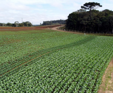 Hortaliças como brócolis e couve-flor mudam a paisagem de São José dos Pinhais  -  Curitiba, 24/06/2021  -  Foto: Ari Dias/AEN
