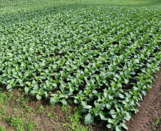 Hortaliças como brócolis e couve-flor mudam a paisagem de São José dos Pinhais  -  Curitiba, 24/06/2021  -  Foto: Ari Dias/AEN