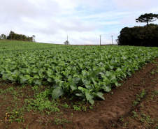 Hortaliças como brócolis e couve-flor mudam a paisagem de São José dos Pinhais  -  Curitiba, 24/06/2021  -  Foto: Ari Dias/AEN
