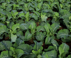 Hortaliças como brócolis e couve-flor mudam a paisagem de São José dos Pinhais  -  Curitiba, 24/06/2021  -  Foto: Ari Dias/AEN