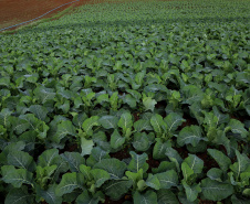 Hortaliças como brócolis e couve-flor mudam a paisagem de São José dos Pinhais  -  Curitiba, 24/06/2021  -  Foto: Ari Dias/AEN