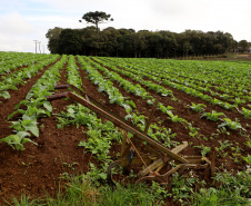 Hortaliças como brócolis e couve-flor mudam a paisagem de São José dos Pinhais  -  Curitiba, 24/06/2021  -  Foto: Ari Dias/AEN