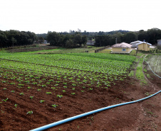Hortaliças como brócolis e couve-flor mudam a paisagem de São José dos Pinhais  -  Curitiba, 24/06/2021  -  Foto: Ari Dias/AEN