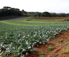 Hortaliças como brócolis e couve-flor mudam a paisagem de São José dos Pinhais  -  Curitiba, 24/06/2021  -  Foto: Ari Dias/AEN