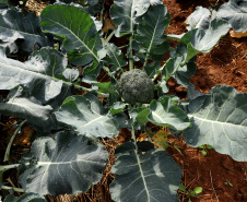 Hortaliças como brócolis e couve-flor mudam a paisagem de São José dos Pinhais  -  Curitiba, 24/06/2021  -  Foto: Ari Dias/AEN