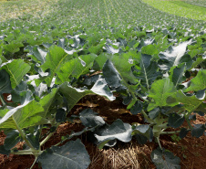 Hortaliças como brócolis e couve-flor mudam a paisagem de São José dos Pinhais  -  Curitiba, 24/06/2021  -  Foto: Ari Dias/AEN