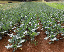 Hortaliças como brócolis e couve-flor mudam a paisagem de São José dos Pinhais  -  Curitiba, 24/06/2021  -  Foto: Ari Dias/AEN