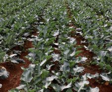 Hortaliças como brócolis e couve-flor mudam a paisagem de São José dos Pinhais  -  Curitiba, 24/06/2021  -  Foto: Ari Dias/AEN