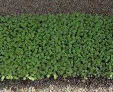 Hortaliças como brócolis e couve-flor mudam a paisagem de São José dos Pinhais  -  Curitiba, 24/06/2021  -  Foto: Ari Dias/AEN