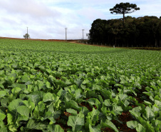 Hortaliças como brócolis e couve-flor mudam a paisagem de São José dos Pinhais  -  Curitiba, 24/06/2021  -  Foto: Ari Dias/AEN