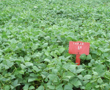 O IDR-Paraná (Instituto de Desenvolvimento Rural do Paraná) acaba de receber R$ 1,2 milhão para a aquisição de uma câmara fria destinada ao setor de conservação de recursos genéticos vegetais.

Foto: IDR