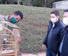 O Escritório Regional do Instituto Água e Terra (IAT) de Umuarama, no Noroeste do Estado, realizou a apreensão e a soltura de mais de 250 aves. O o secretário da pasta, Márcio Nunes, participou da soltura de 17 aves, entre Trinca Ferro, Coleirinha, Patativa, Canário Terra, Melrol, Sabiá, Irauna Grande, e Curió.  -  Umuarama, 29/06/2021  -  Foto: SEDEST/IAT