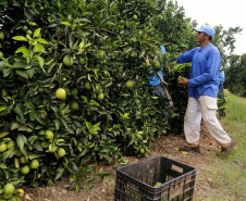 Produtores de limão em Altônia  -  Foto: Gilson Abreu/AEN