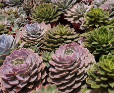 xCultivo de plantas ornamentais vira negócio e gera empregos. Foto: IDR-Paraná. Foto: IDR-Paraná