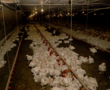 GRANJA DE FRANGOS  - Lídio Michels - Produtor de Frangos em Toledo, Oeste do Paraná  -  Toledo, 29/06/2021  -  Foto: Ari Dias/AEN