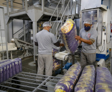 PIPOTECA -  A Pipoteca conta hoje com 70 colaboradores e produz em torno de sete toneladas por dia, entre salgadinhos e pipoca doce, aquela da embalagem rosa. Paraná e Santa Catarina são os principais mercados da empresa.  -  Curitiba, 25/05/2021  - Foto: Gilson Abreu/AEN