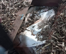 Uma denúncia anônima auxiliou os policiais militares do 25° Batalhão da PM (25°BPM) a apreenderem 425 quilos de crack escondidos em uma propriedade rural na cidade de Maria Helena, no Noroeste do estado, na quarta-feira (14/07). Dois homens foram presos na ocorrência.  -  curitiba, 14/07/2021  -  Foto: PMPR